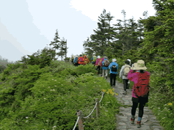 山野草教室イメージ