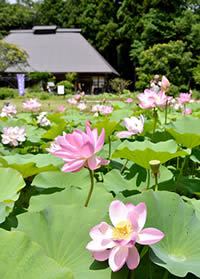 山野草教室イメージ写真