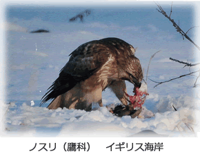 残したい花巻の自然・写真展イメージ