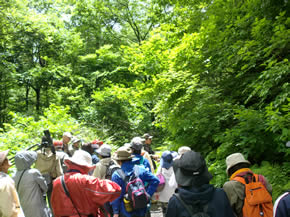 初夏の自然観察会～豊沢ダム周辺・平塚の森～のようす