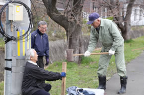 後川さくら並木ライトアップのようす