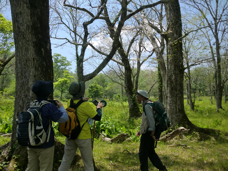 初夏の山野草教室～櫃取湿原〜のようす