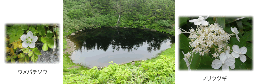 晩夏の山野草教室　受講生募集