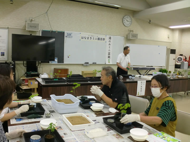 はなまきミニ園芸部(1)　「湯のみミニ盆栽」のようす