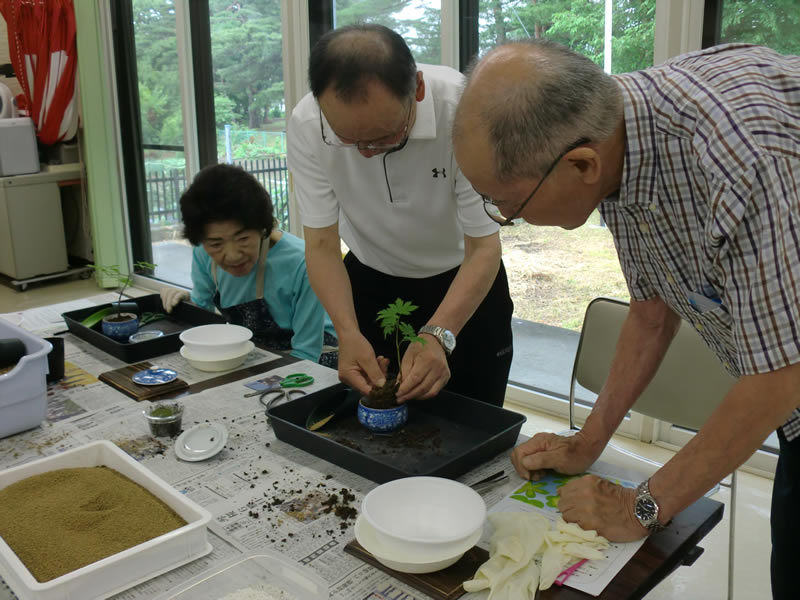 はなまきミニ園芸部(1)　「湯のみミニ盆栽」のようす