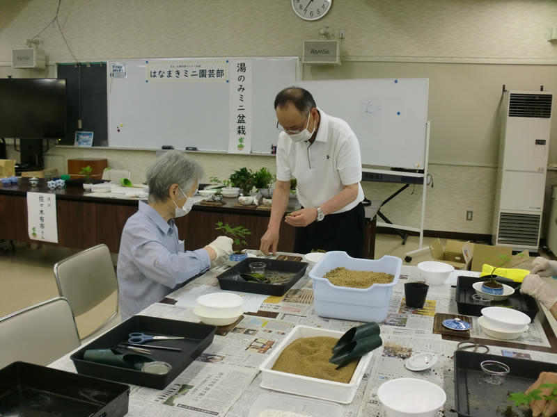 はなまきミニ園芸部(1)　「湯のみミニ盆栽」のようす