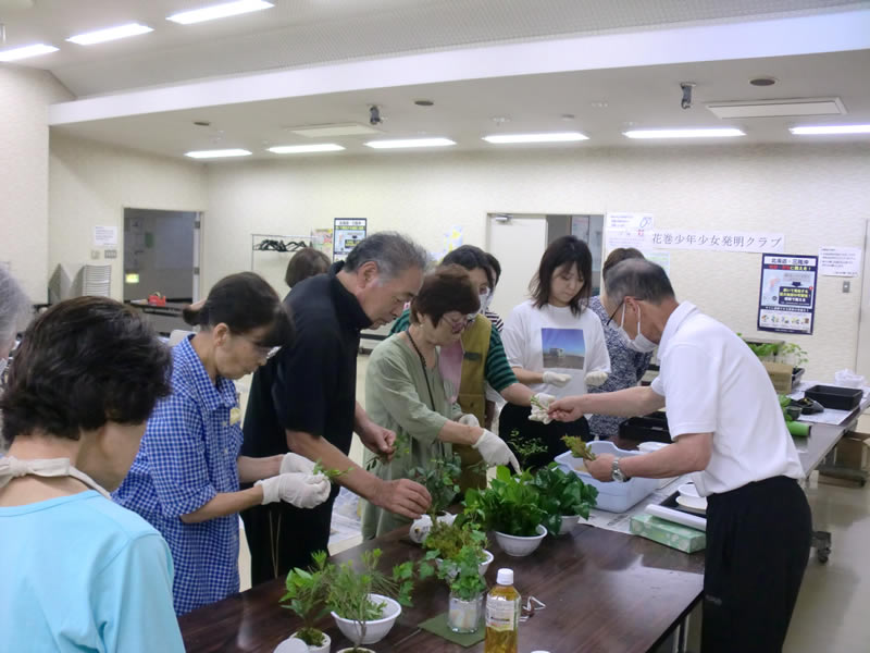 はなまきミニ園芸部(1)　「湯のみミニ盆栽」のようす