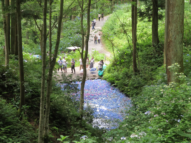 初夏の自然観察会～みちのくあじさい園〜