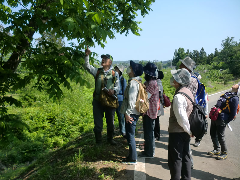 新緑の戸塚森を歩こう
