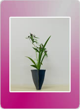 暮らしの生け花