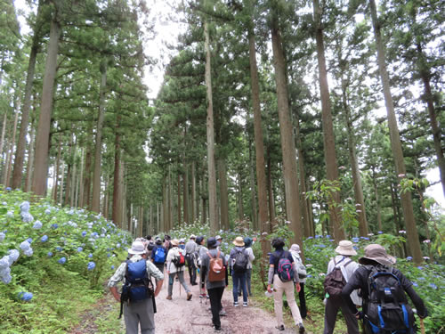 夏の自然観察会